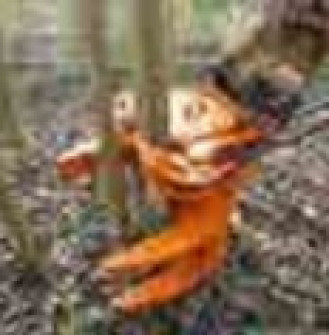 Nożyce do przycinania Woodcracker C 150 